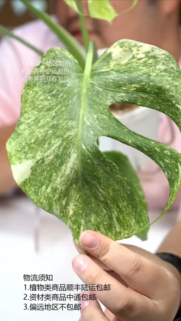 完全开放铂金龟背竹
