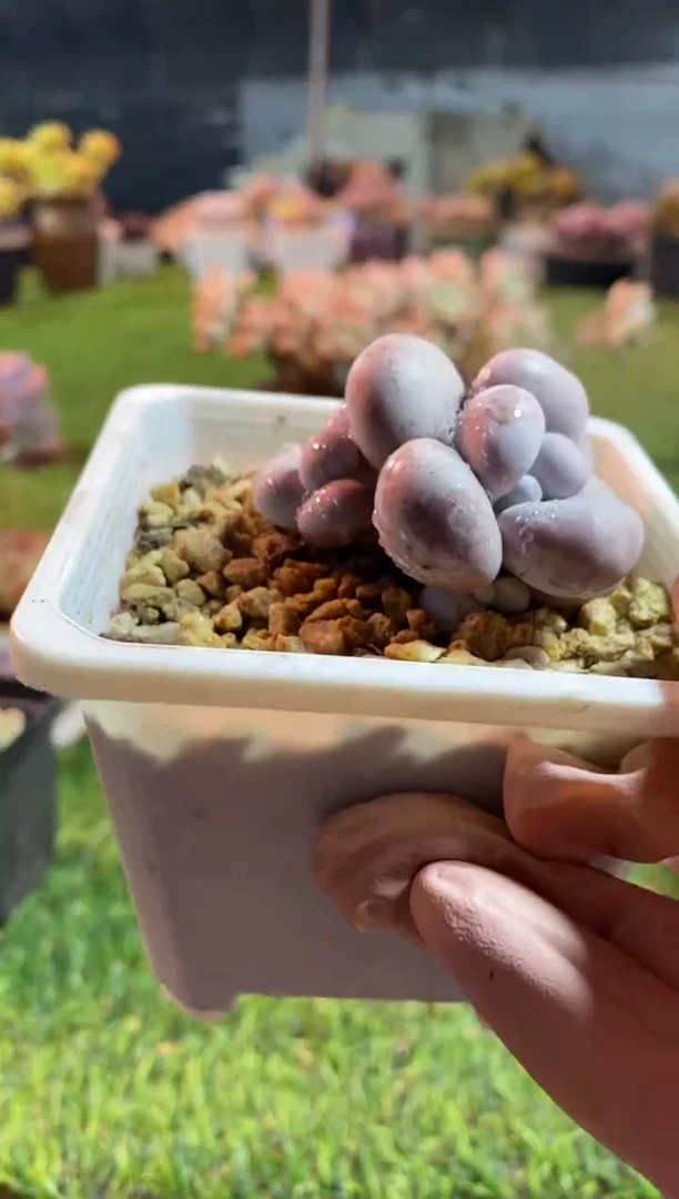 【闪购商品】0181a