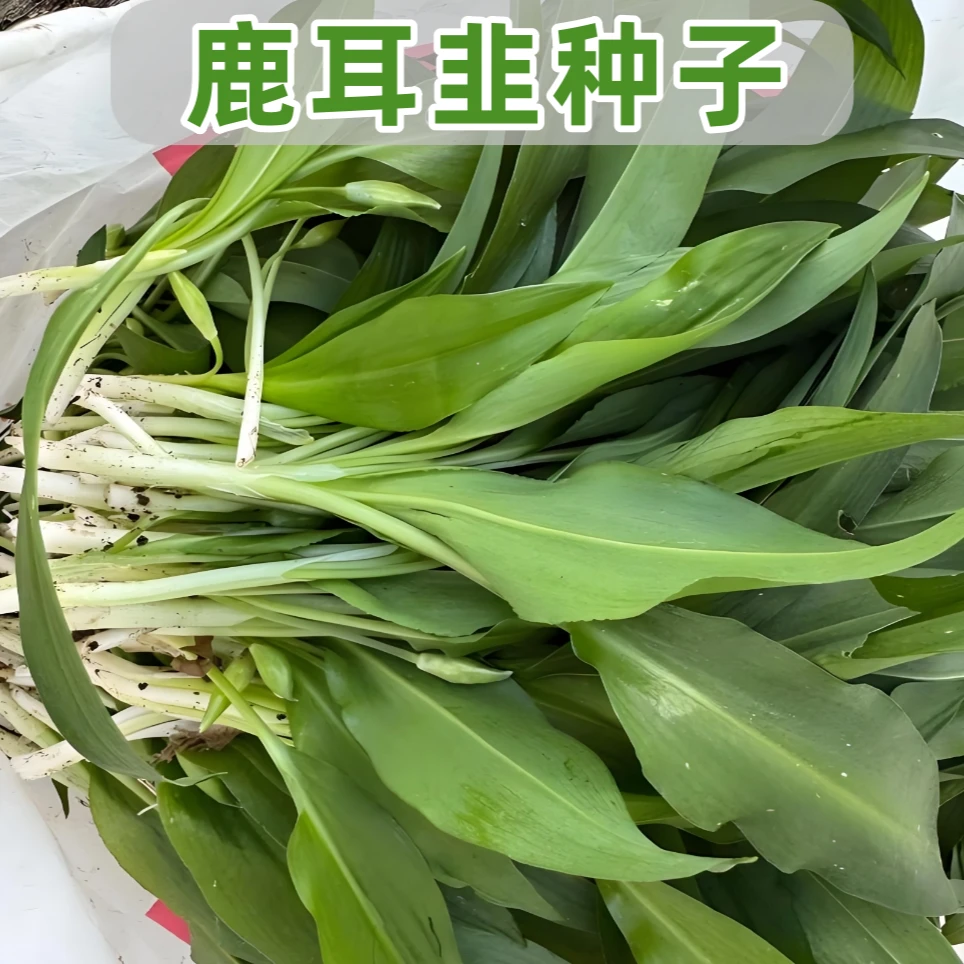 【鹿耳韭种子】家庭阳台小院耐热四季种植盆栽地栽易种易活