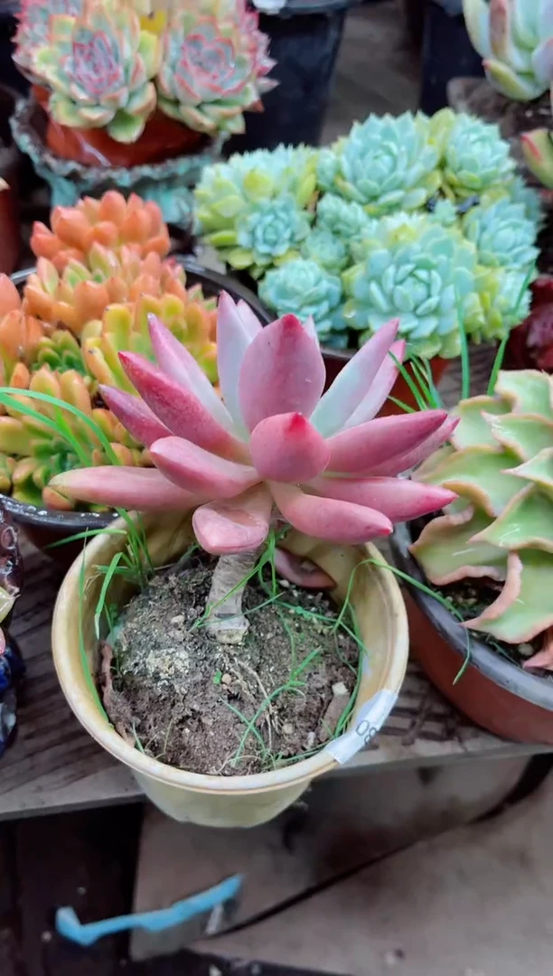 ^****^23019多肉植物一物一拍