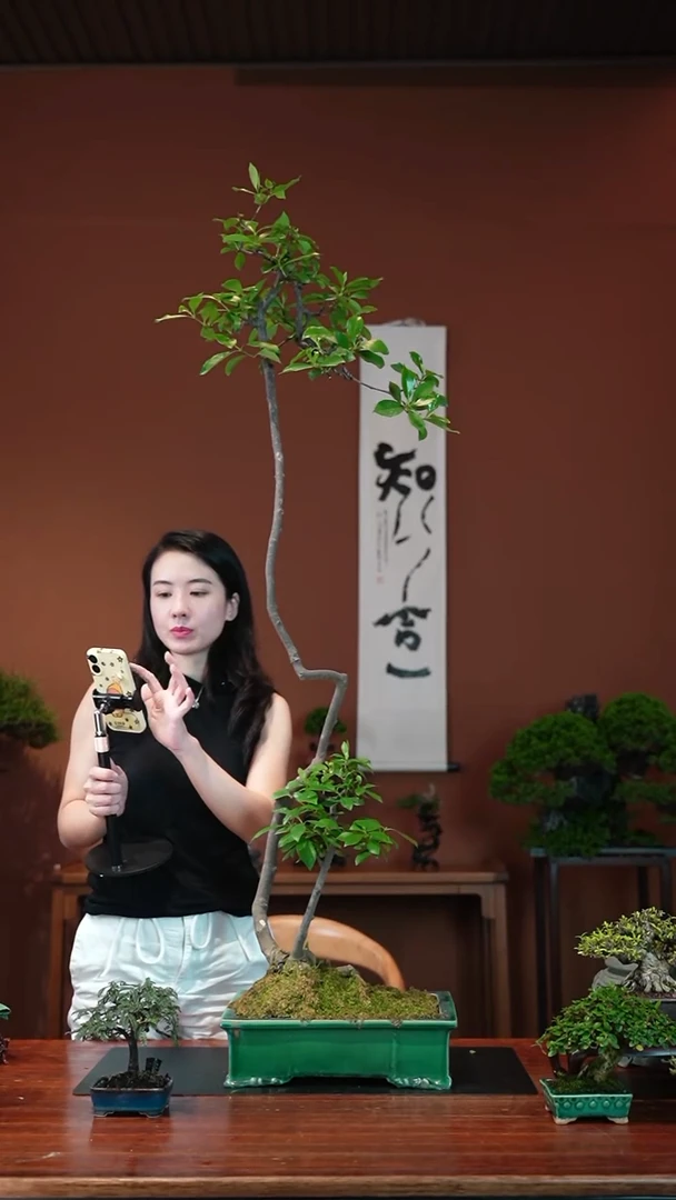 无花朵栀子花盆景盆景盆景