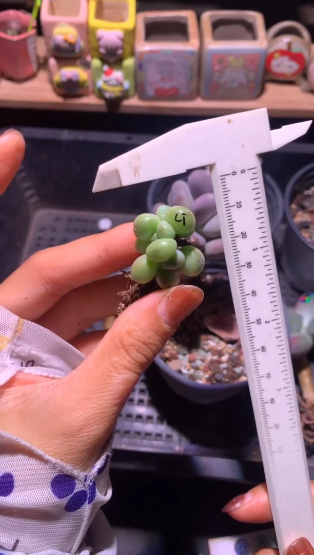 超透体萤火虫奶酪