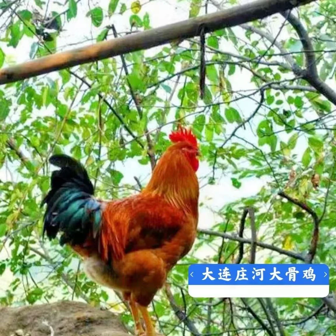 庄河跑山大骨鸡散养舌尖上的健康（净重5斤-6斤）整鸡还是剁请备注