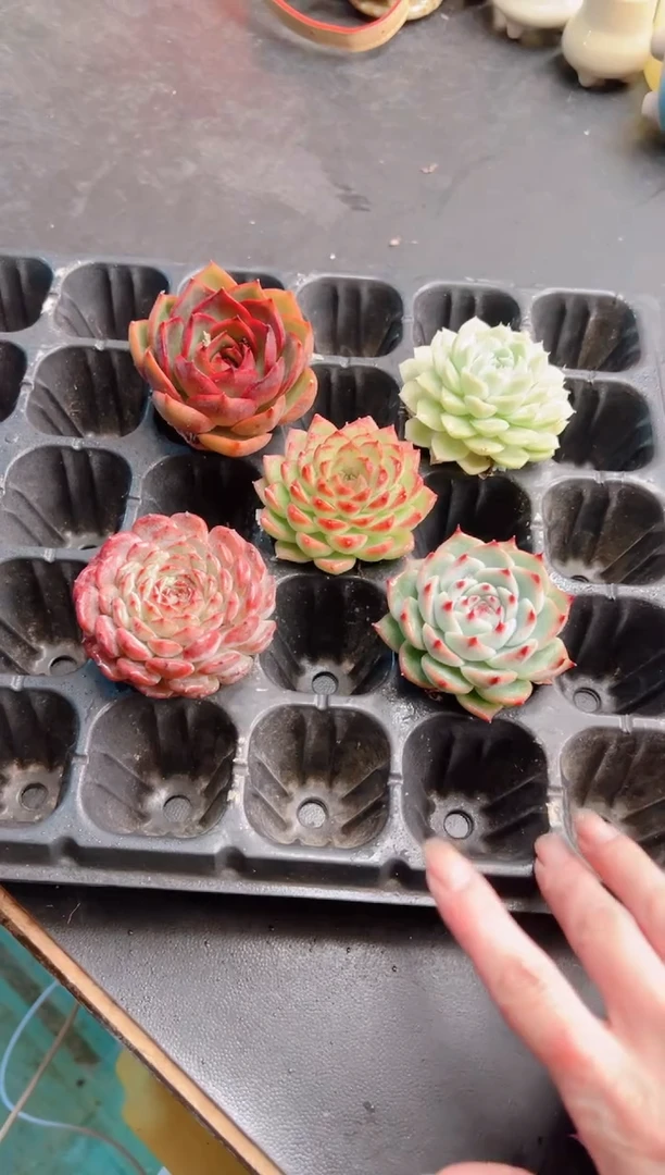 **指定五棵无土大单头