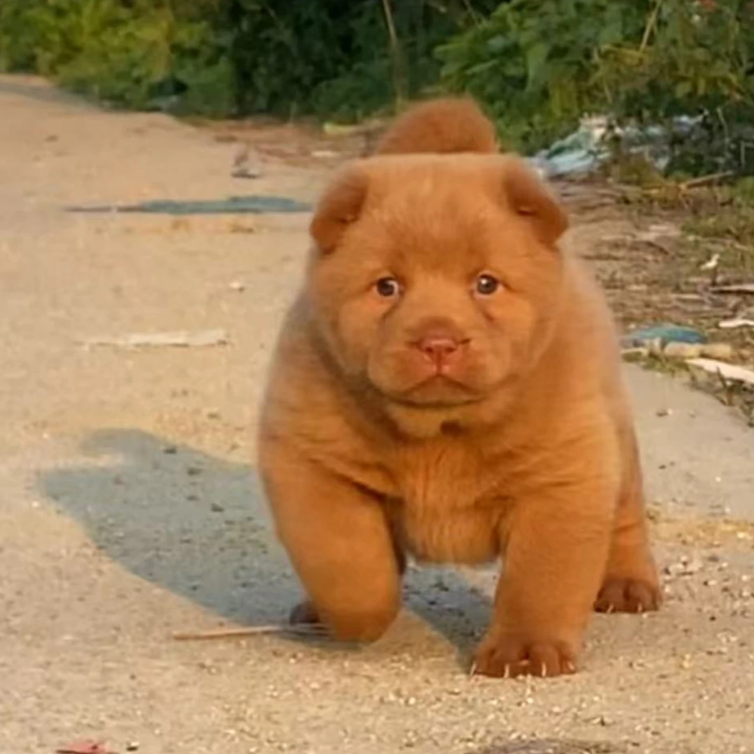 【潮汕土狗繁殖基地】狗狗活体