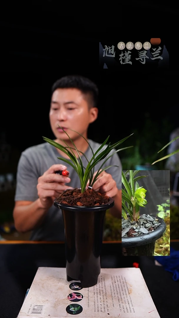 当前无花栽培后可以开花成*春兰-绿云（3苗连体）发货
