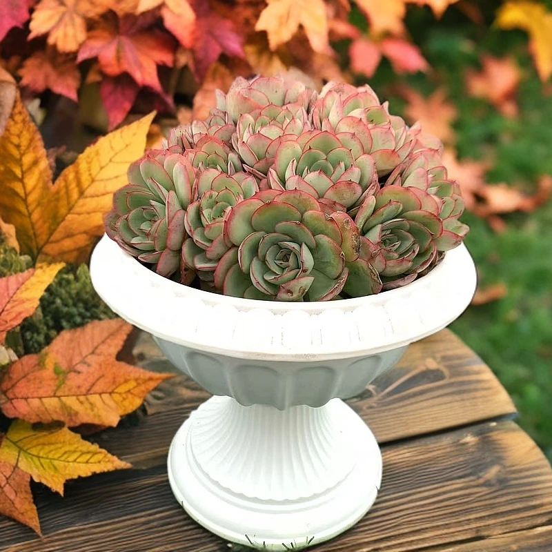 精品牡丹亭（带盆）  江南精品多肉植物满，江南家多肉基地发货