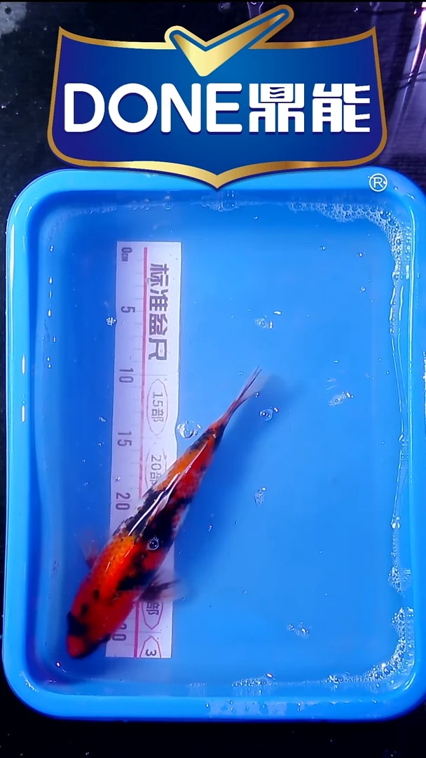 锦鲤直播间菁选 对版发货 32号