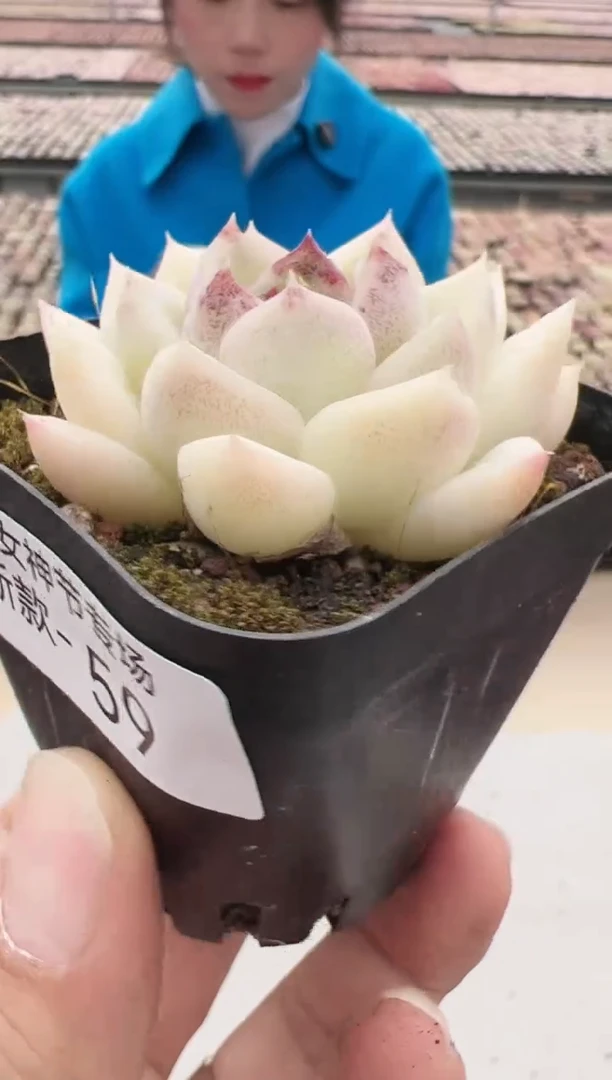 【闪购商品】新款多肉-59