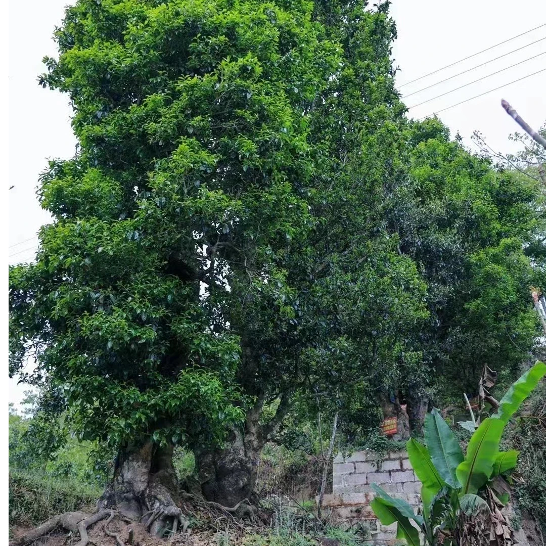 君品1號滇红茶-2025新茶单株野生古树红茶