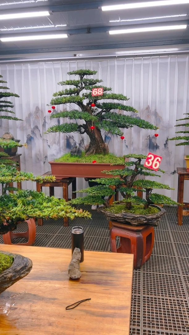 【闪购商品】紫砂精品盆景直播间一物一拍