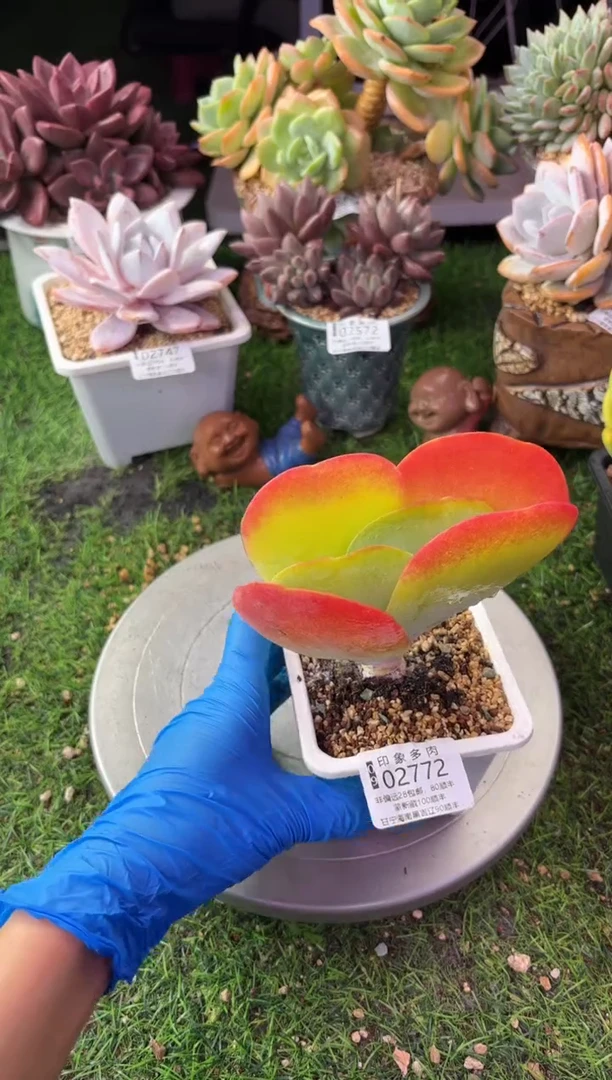 昆明印象多肉02772