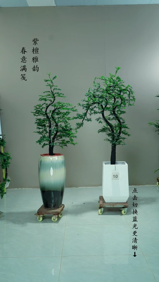 无花朵龙**海10号链接