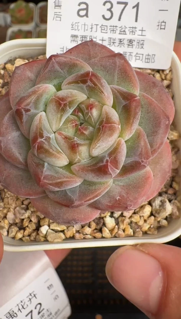 371a珍妮多肉(6.5cm杯）一物一拍 带盆土发