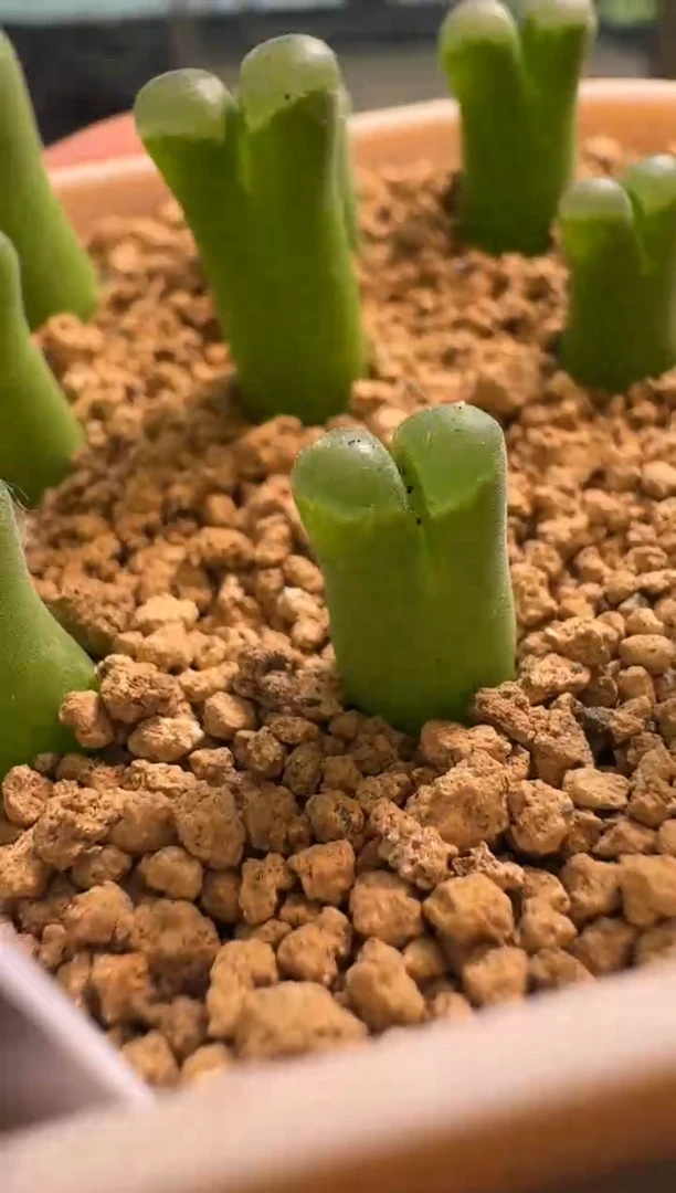 9-258多肉植物肉锥