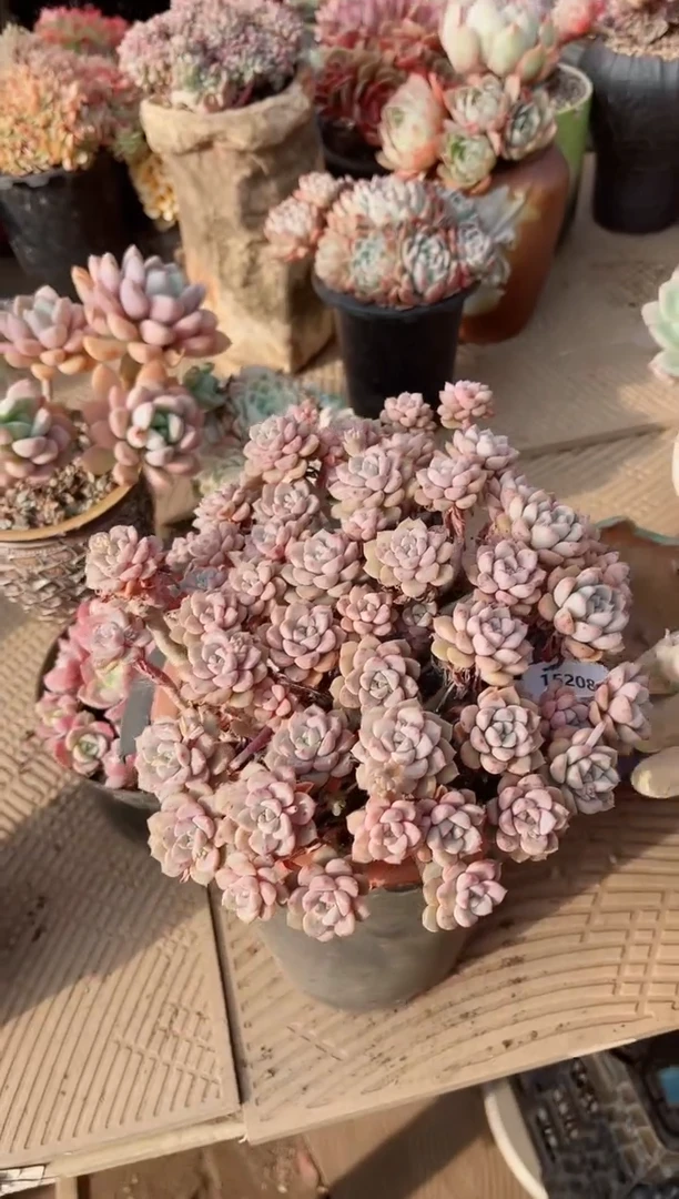 【闪购商品】15208