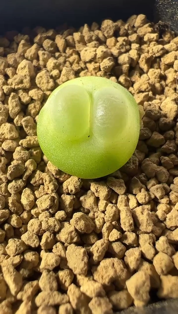 一物一拍                769