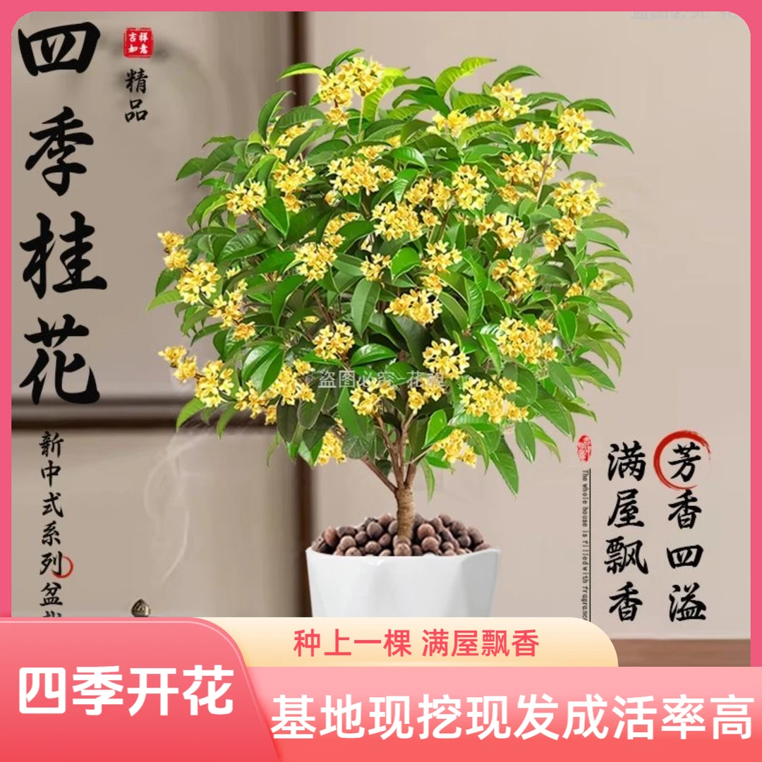 四季黄金桂四季开花浓香型庭院阳台室内外盆栽地栽四季浓香桂花树