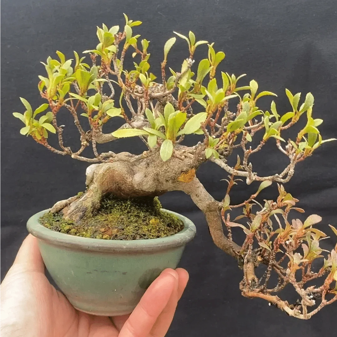 盆景素材（一物一拍）