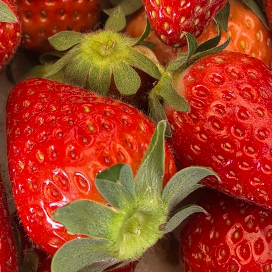 新丰草莓红玉草莓没有农药化肥自然生态草莓北京本地草莓宝宝孕妇放心吃500g新丰草莓北京市