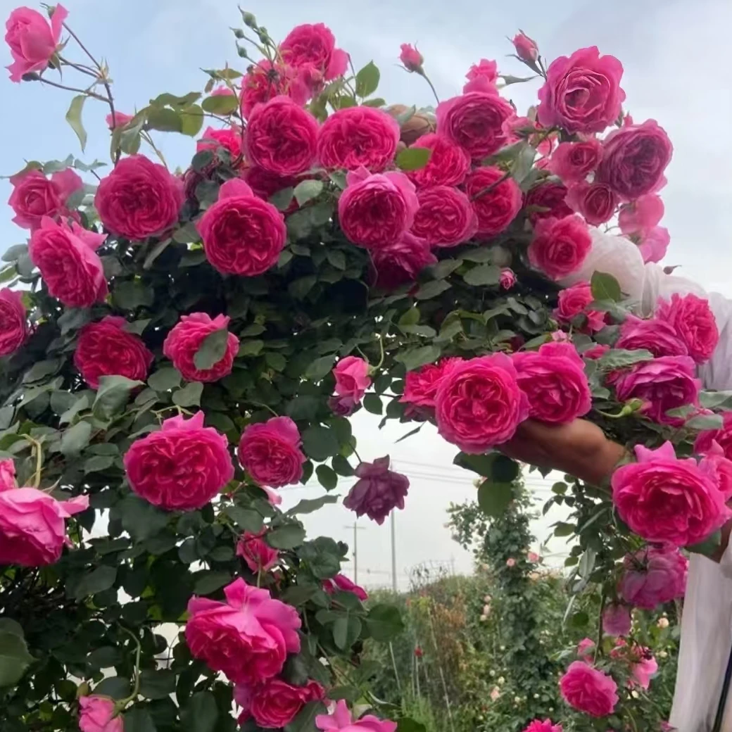 大游行大苗可藤可灌月季四季