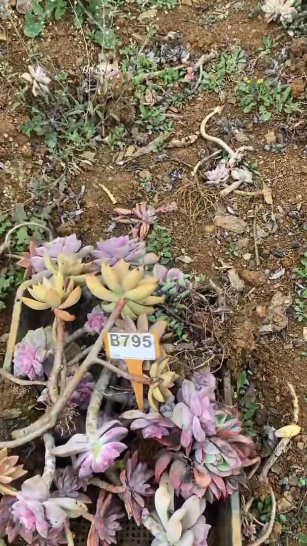 【闪购商品】B795清风花木兰多肉组合