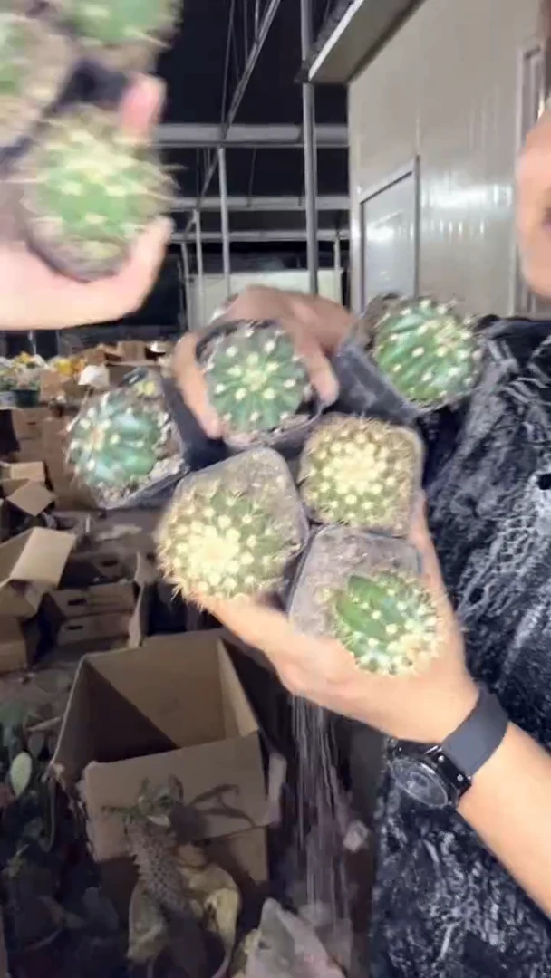 3颗 黄金云+ 3颗 紫云+3颗 锦云