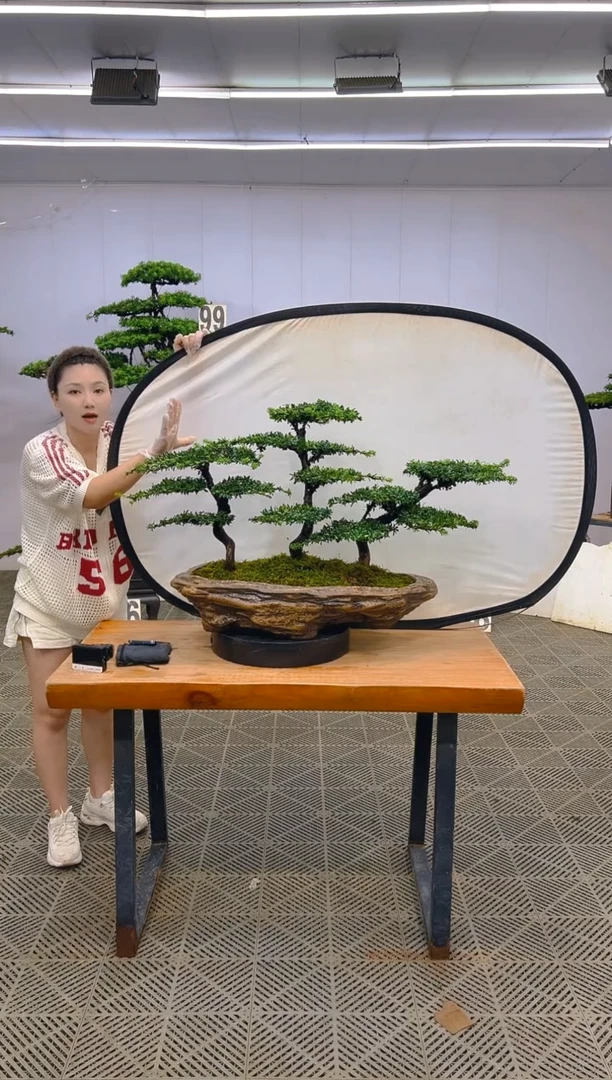 无花朵罗汉松盆景....