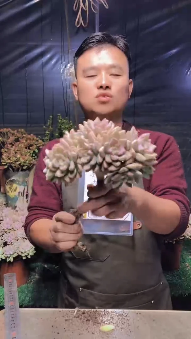 242淡雪缀化（一物一拍）