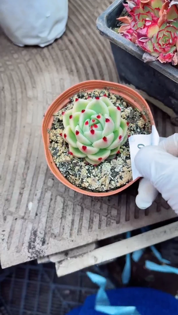 【闪购商品】06090