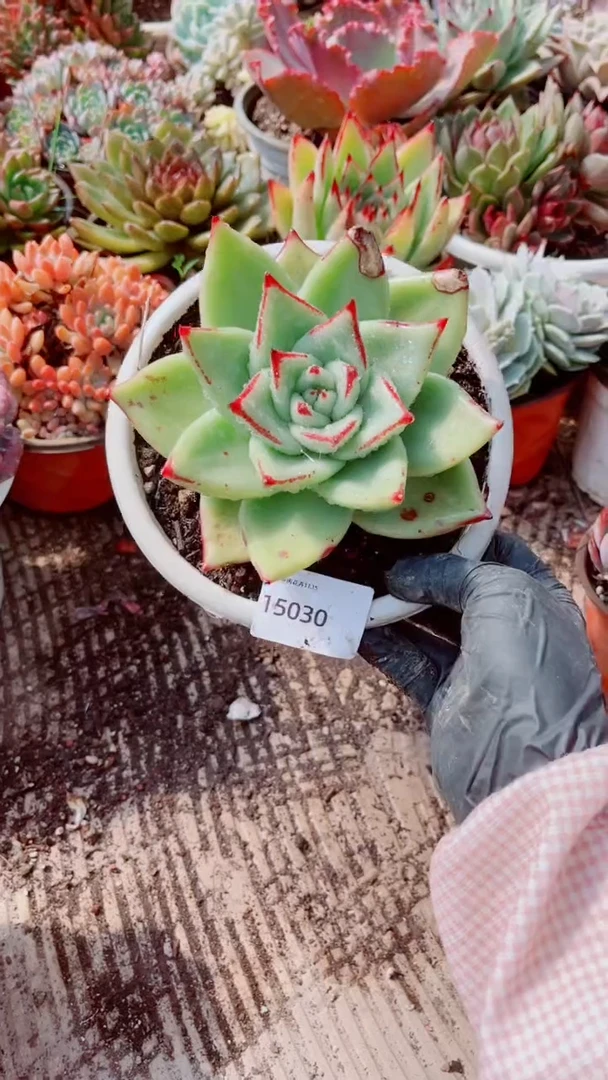 K**i跃跃精品多肉15030