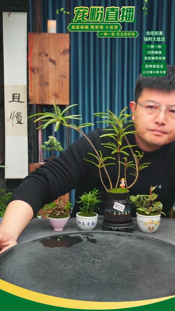 无花朵天**大苔藓微景观905号