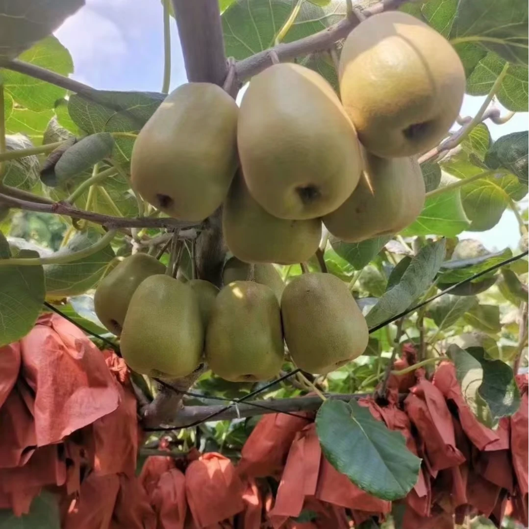 杨俊熙严选四川苍溪特产红心猕猴桃 产地直发 坏果包赔  圆通包邮