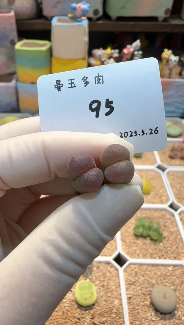 25.5.26-95多肉多肉
