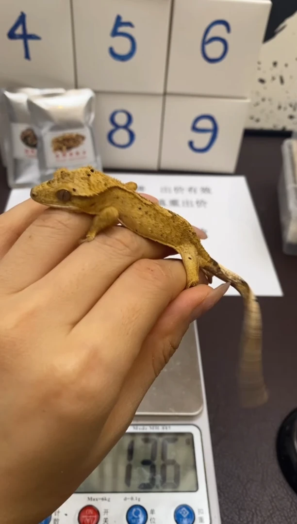 豹纹守宫Scale Tail 爬宠J7