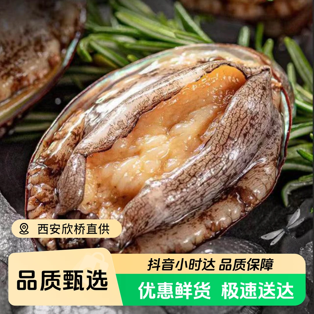【鲜活到家】 鲜活鲍鱼 大小规格  适合清蒸 涮 红烧