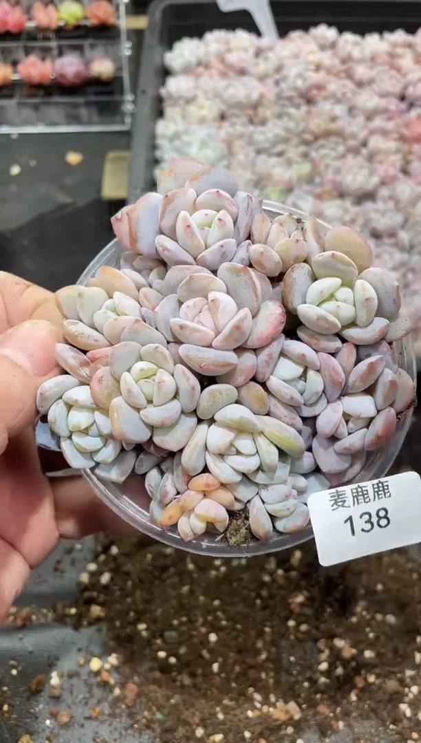 138奶盖       量拍
