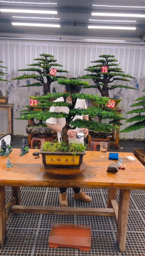 无花朵精品盆景直播间一物一拍