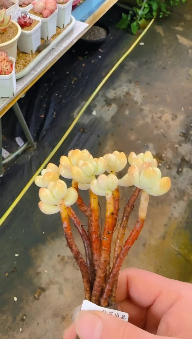 【闪购商品】春—127—仙农（天使之泪）