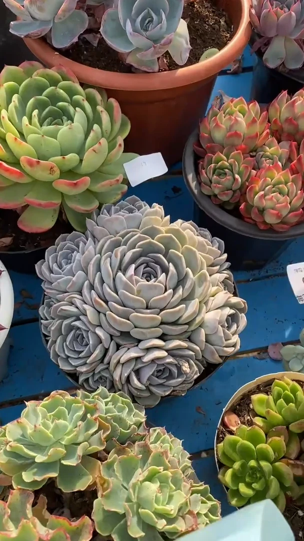 【闪购商品】1513汉堡