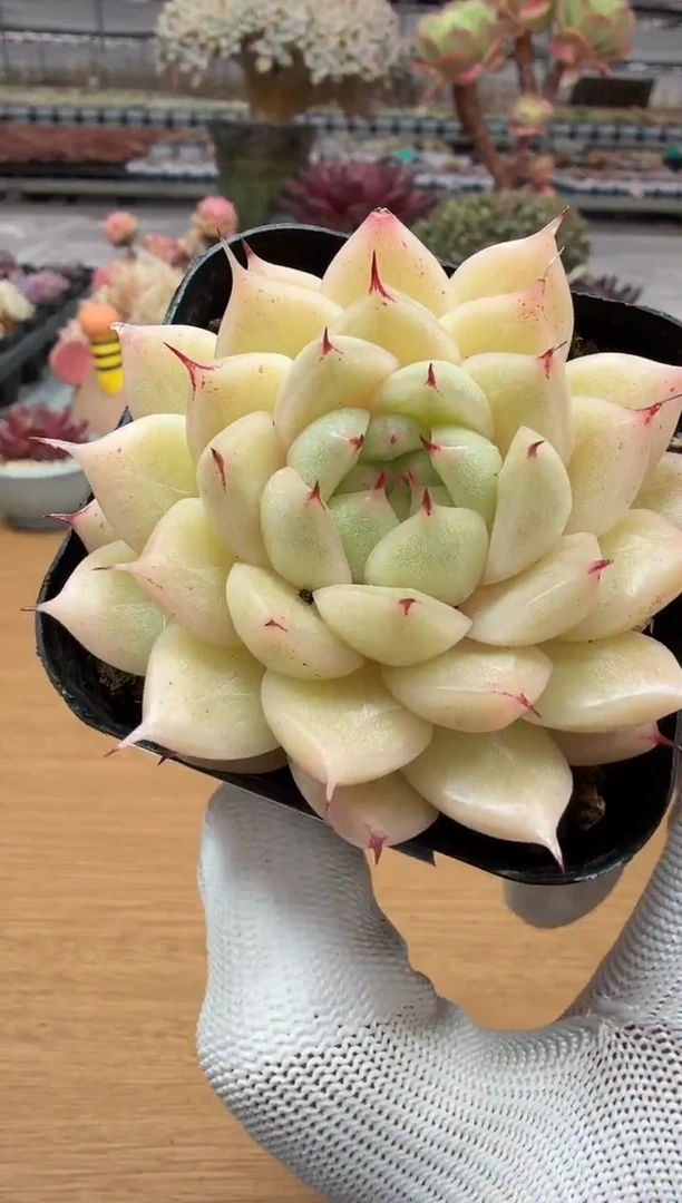 东云多肉园二店-179