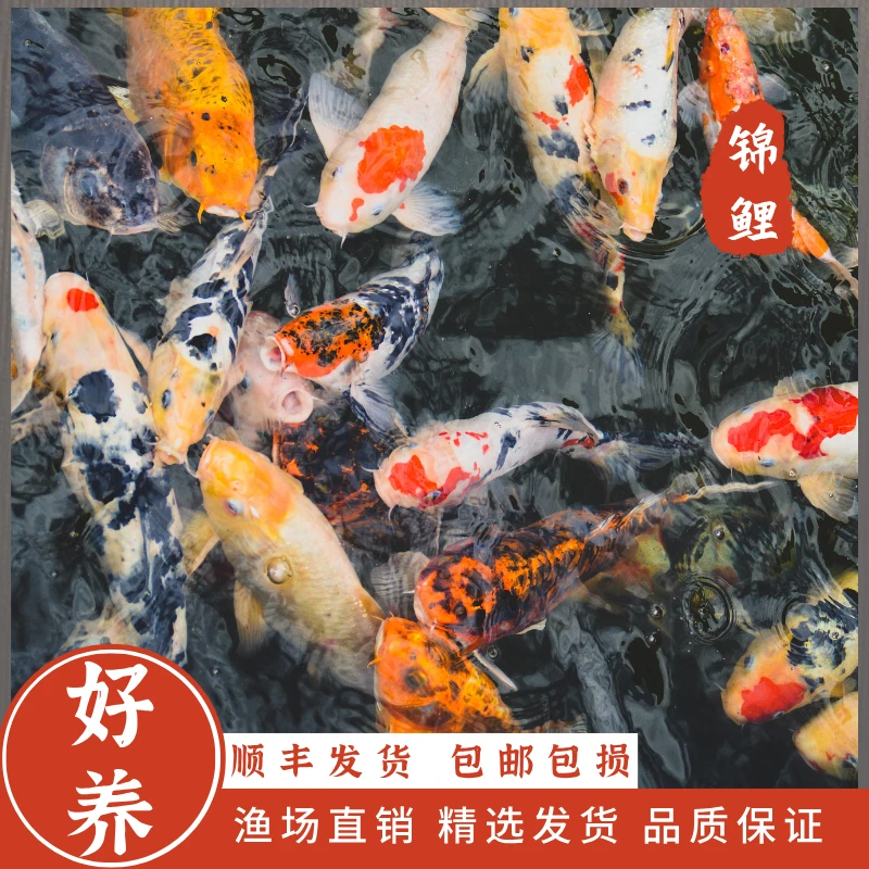 锦鲤活鱼观赏鱼红白大正好养耐活冷水淡水鱼日系德系纯种锦鲤鱼