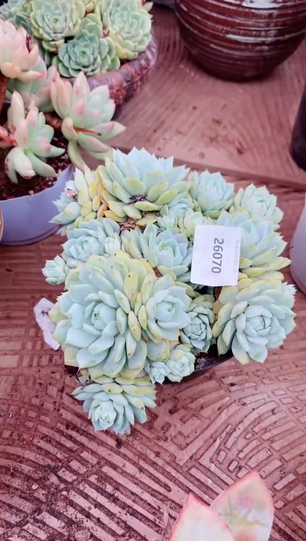 滦****机26070多肉植物一物一拍