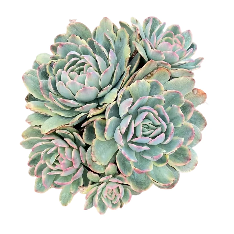 精品多肉【精品绮罗锦】新手家庭空气净化植物