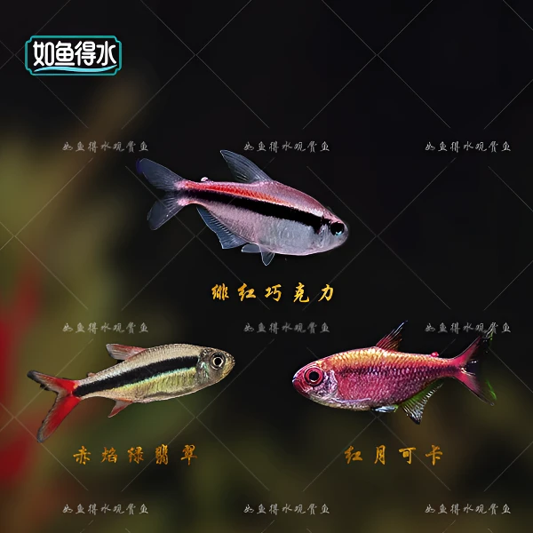 【如鱼得水】套餐 绯红巧克力赤焰绿翡翠红月可卡 热带淡水观赏鱼