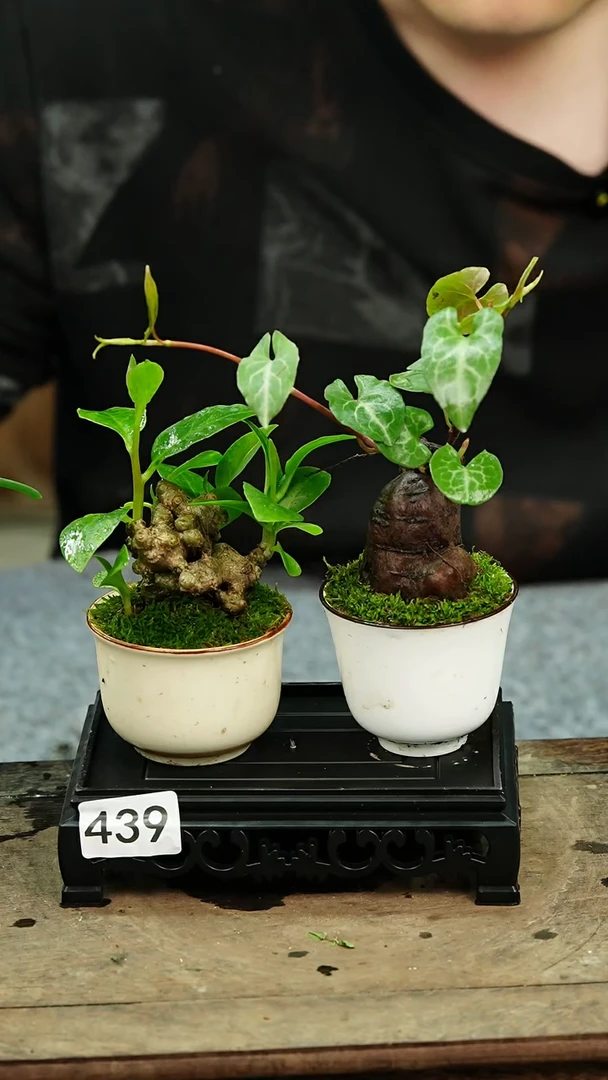 【闪购商品】苔藓微景观439号