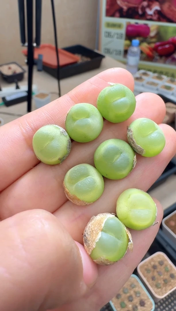 疯狂的多肉石头282日本奶嘴拉登一颗