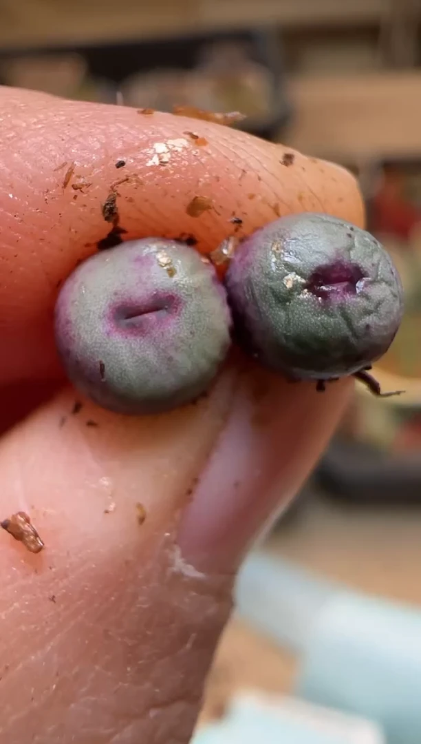 【闪购商品】7-52`SSW