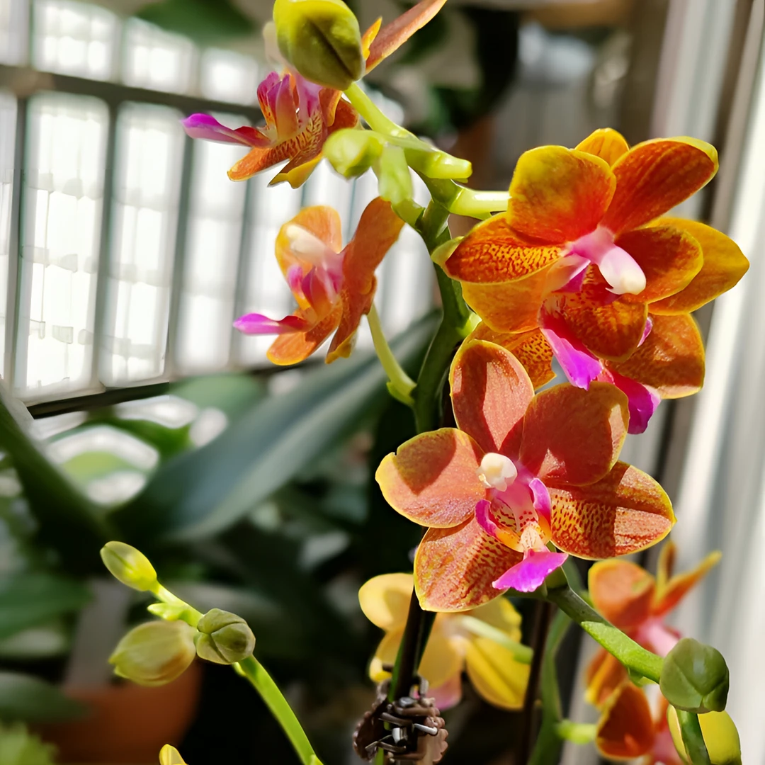 蝴蝶兰【蜜橙】精品兰花室内阳台办公室高端花卉耐养易活盆栽