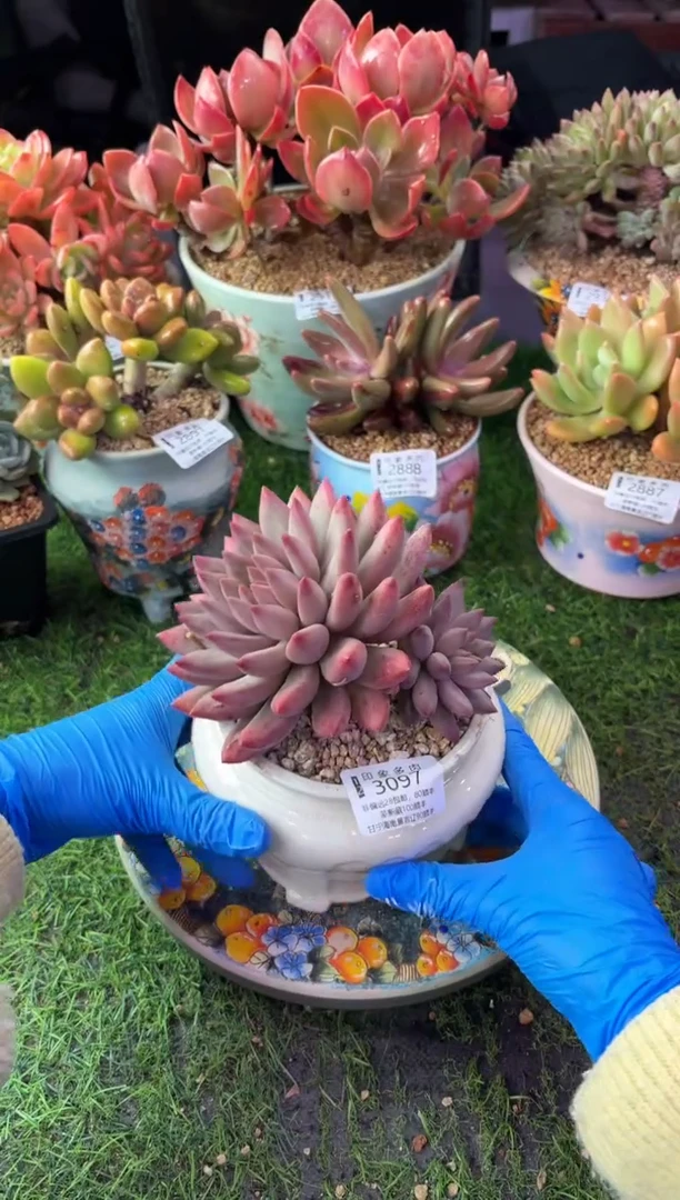 昆明印象多肉3097